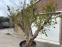 Granaatappelboom xxl - punica granatum - hoogte ca. 250 cm - afbeelding 6 van  9
