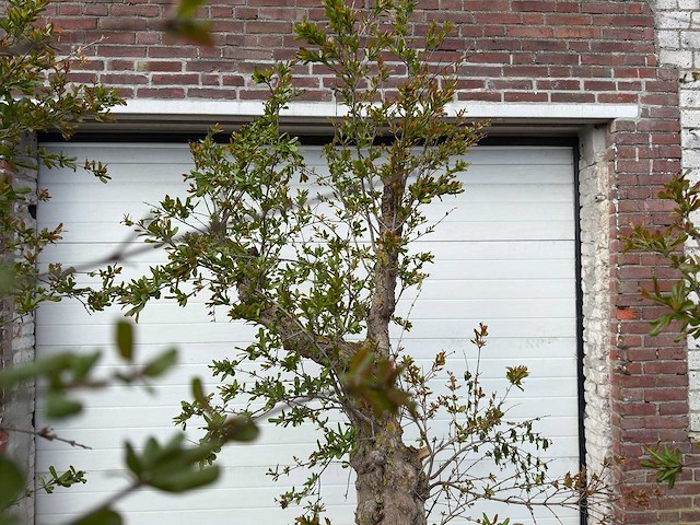 Granaatappelboom xxl - punica granatum - hoogte ca. 250 cm - afbeelding 7 van  9