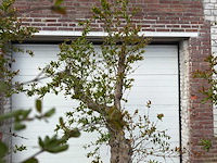 Granaatappelboom xxl - punica granatum - hoogte ca. 250 cm - afbeelding 7 van  9