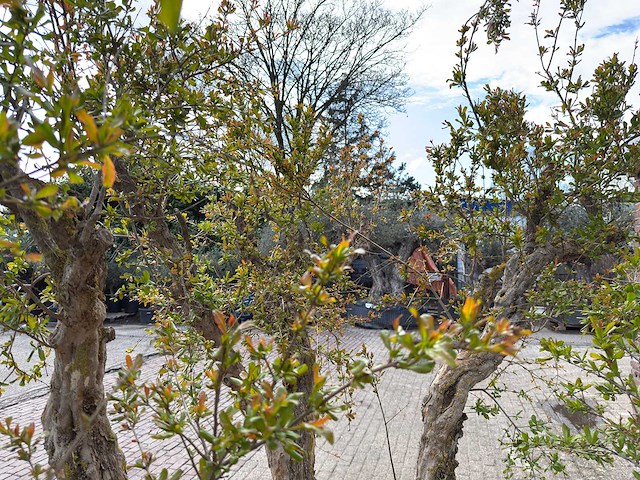 Granaatappelboom xxl - punica granatum - hoogte ca. 250 cm - afbeelding 8 van  9