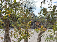 Granaatappelboom xxl - punica granatum - hoogte ca. 250 cm - afbeelding 8 van  9