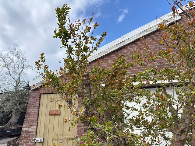 Granaatappelboom xxl - punica granatum - hoogte ca. 250 cm - afbeelding 9 van  9