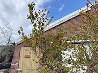 Granaatappelboom xxl - punica granatum - hoogte ca. 250 cm - afbeelding 9 van  9