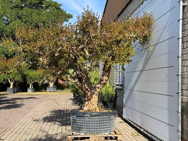 Granaatappelboom xxl - punica granatum - hoogte ca. 250 cm - afbeelding 1 van  6