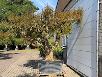 Granaatappelboom xxl - punica granatum - hoogte ca. 250 cm
