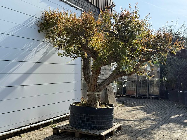 Granaatappelboom xxl - punica granatum - hoogte ca. 250 cm - afbeelding 2 van  6