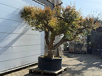 Granaatappelboom xxl - punica granatum - hoogte ca. 250 cm - afbeelding 2 van  6