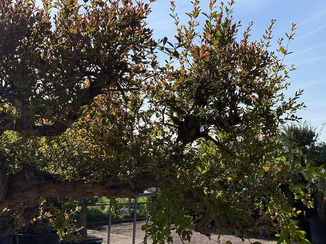 Granaatappelboom xxl - punica granatum - hoogte ca. 250 cm - afbeelding 3 van  6