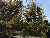 Granaatappelboom xxl - punica granatum - hoogte ca. 250 cm - afbeelding 3 van  6