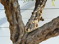 Granaatappelboom xxl - punica granatum - hoogte ca. 250 cm - afbeelding 4 van  6
