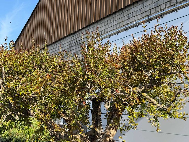 Granaatappelboom xxl - punica granatum - hoogte ca. 250 cm - afbeelding 5 van  6