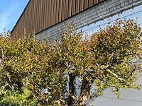 Granaatappelboom xxl - punica granatum - hoogte ca. 250 cm - afbeelding 5 van  6