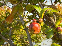 Granaatappelboom xxl - punica granatum - hoogte ca. 250 cm - afbeelding 6 van  6