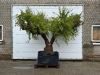 Granaatappelboom xxl - punica granatum - hoogte ca. 280 cm - afbeelding 1 van  3