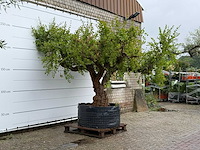 Granaatappelboom xxl - punica granatum - hoogte ca. 280 cm - afbeelding 2 van  3