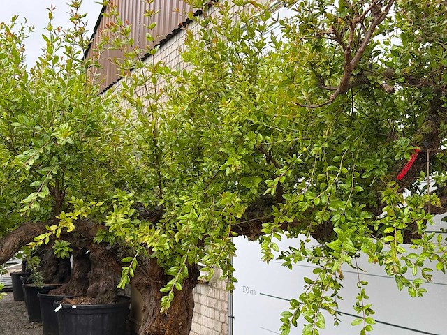 Granaatappelboom xxl - punica granatum - hoogte ca. 280 cm - afbeelding 3 van  3