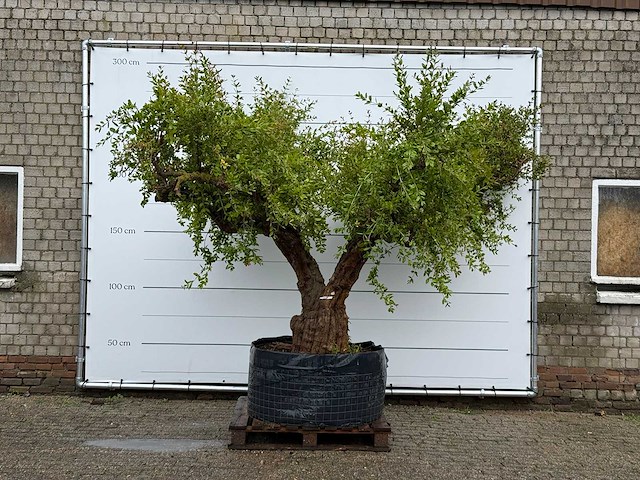 Granaatappelboom xxl - punica granatum - hoogte ca. 280 cm - afbeelding 2 van  8