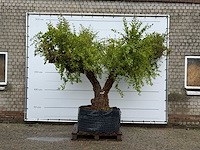 Granaatappelboom xxl - punica granatum - hoogte ca. 280 cm - afbeelding 2 van  8