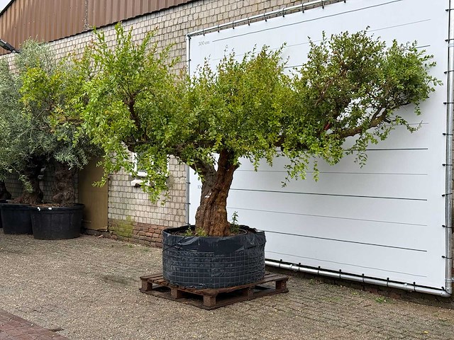 Granaatappelboom xxl - punica granatum - hoogte ca. 280 cm - afbeelding 3 van  8