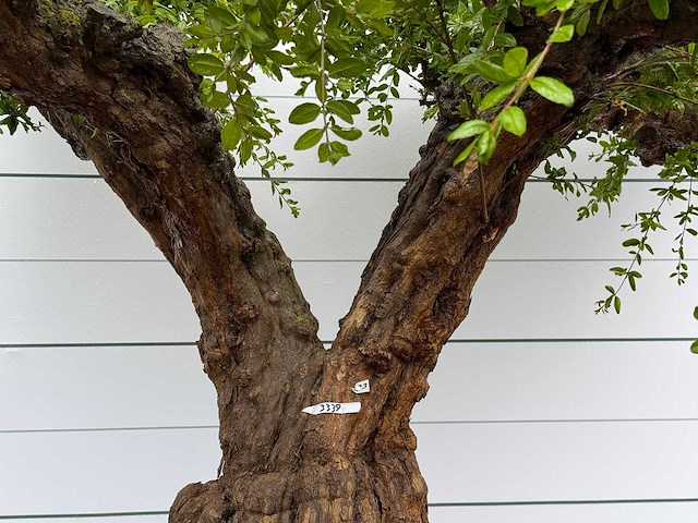 Granaatappelboom xxl - punica granatum - hoogte ca. 280 cm - afbeelding 5 van  8