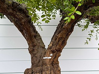 Granaatappelboom xxl - punica granatum - hoogte ca. 280 cm - afbeelding 5 van  8