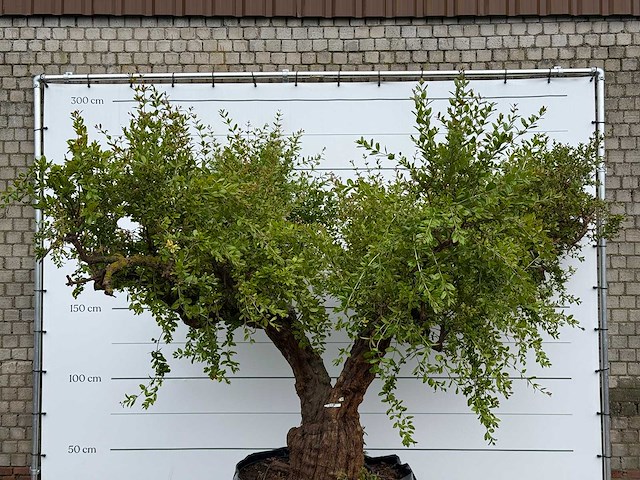 Granaatappelboom xxl - punica granatum - hoogte ca. 280 cm - afbeelding 6 van  8