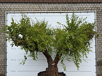 Granaatappelboom xxl - punica granatum - hoogte ca. 280 cm - afbeelding 6 van  8