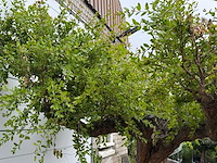 Granaatappelboom xxl - punica granatum - hoogte ca. 280 cm - afbeelding 8 van  8