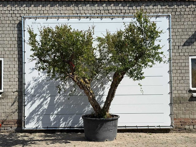 Granaatappelboom xxl - punica granatum - hoogte ca. 280 cm - afbeelding 1 van  8