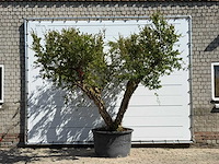 Granaatappelboom xxl - punica granatum - hoogte ca. 280 cm