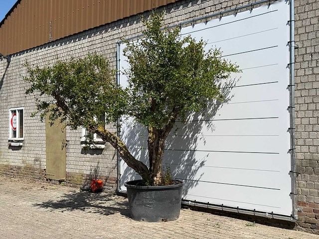 Granaatappelboom xxl - punica granatum - hoogte ca. 280 cm - afbeelding 2 van  8