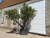 Granaatappelboom xxl - punica granatum - hoogte ca. 280 cm - afbeelding 2 van  8