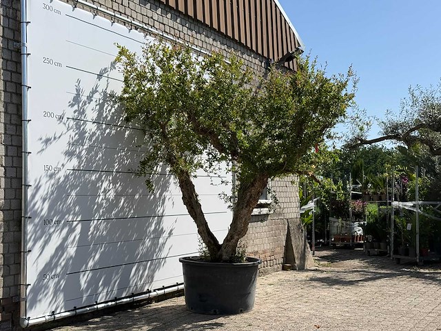 Granaatappelboom xxl - punica granatum - hoogte ca. 280 cm - afbeelding 3 van  8