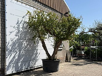 Granaatappelboom xxl - punica granatum - hoogte ca. 280 cm - afbeelding 3 van  8