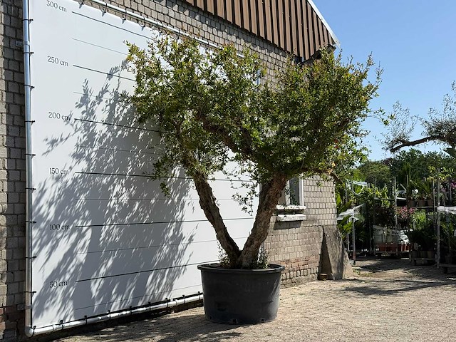 Granaatappelboom xxl - punica granatum - hoogte ca. 280 cm - afbeelding 4 van  8