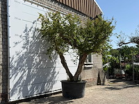 Granaatappelboom xxl - punica granatum - hoogte ca. 280 cm - afbeelding 4 van  8