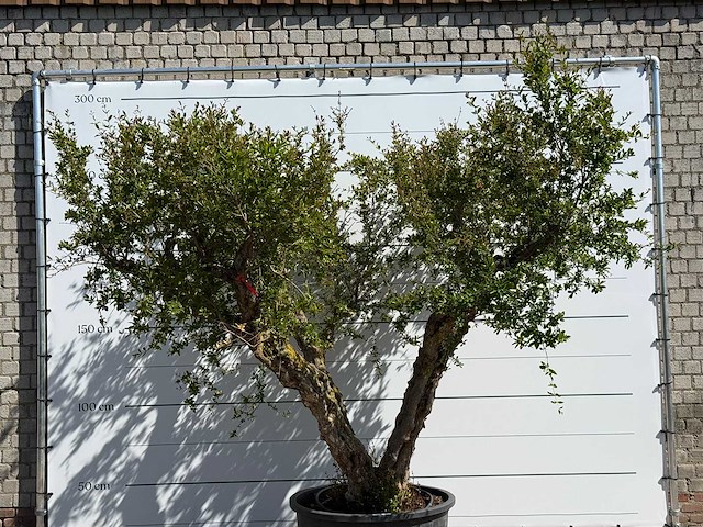 Granaatappelboom xxl - punica granatum - hoogte ca. 280 cm - afbeelding 6 van  8