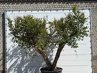 Granaatappelboom xxl - punica granatum - hoogte ca. 280 cm - afbeelding 6 van  8