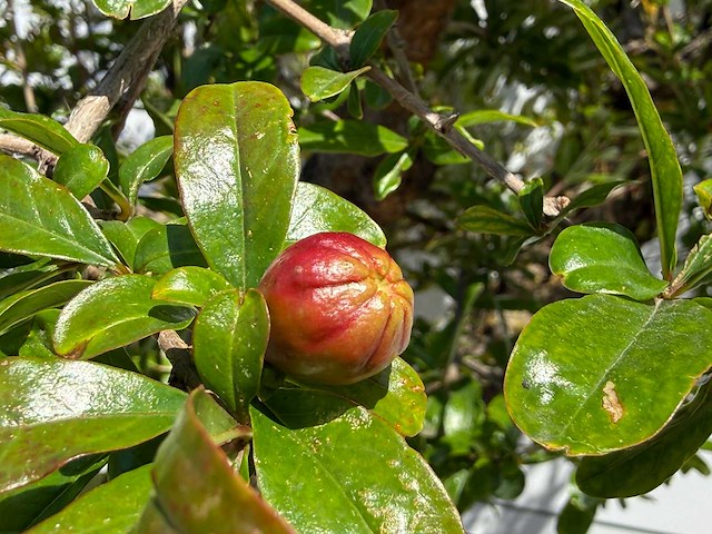 Granaatappelboom xxl - punica granatum - hoogte ca. 280 cm - afbeelding 7 van  8