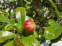 Granaatappelboom xxl - punica granatum - hoogte ca. 280 cm - afbeelding 7 van  8