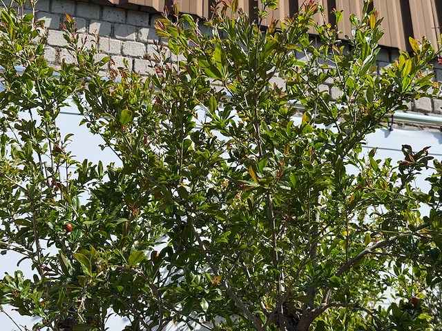 Granaatappelboom xxl - punica granatum - hoogte ca. 280 cm - afbeelding 8 van  8