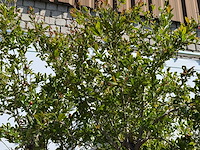 Granaatappelboom xxl - punica granatum - hoogte ca. 280 cm - afbeelding 8 van  8