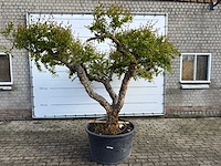 Granaatappelboom xxl - punica granatum - hoogte ca. 280 cm