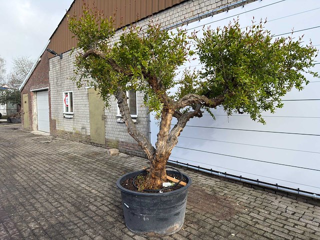 Granaatappelboom xxl - punica granatum - hoogte ca. 280 cm - afbeelding 7 van  8