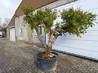 Granaatappelboom xxl - punica granatum - hoogte ca. 280 cm - afbeelding 7 van  8