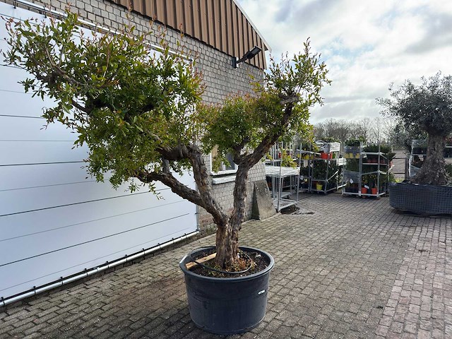 Granaatappelboom xxl - punica granatum - hoogte ca. 280 cm - afbeelding 2 van  8
