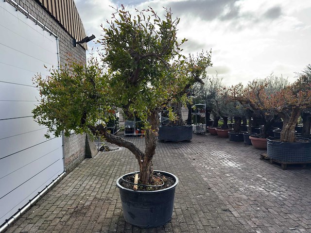 Granaatappelboom xxl - punica granatum - hoogte ca. 280 cm - afbeelding 3 van  8