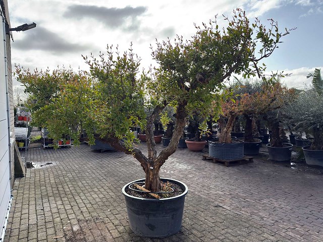 Granaatappelboom xxl - punica granatum - hoogte ca. 280 cm - afbeelding 8 van  8