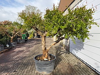 Granaatappelboom xxl - punica granatum - hoogte ca. 280 cm - afbeelding 4 van  8