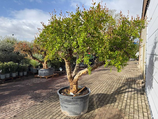 Granaatappelboom xxl - punica granatum - hoogte ca. 280 cm - afbeelding 5 van  8